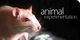 Essays on Experiments on Animals